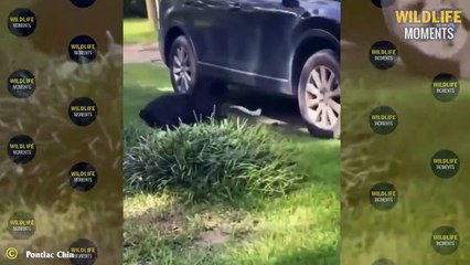 Dog Messed With Wrong Tiger & 45 Horror Moments Dogs Become Prey