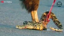 Eagles Hunt Snakes And Eat Snakes Savagely On The Road - Wild Animal Wolrd