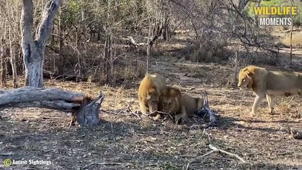 Evil Lion Attacks Wild Dog Pup & 45 Moments Lion Vs Wild Dog