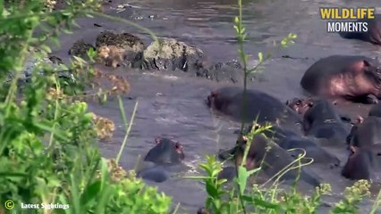 Hippo Crush Impala & 45 Moments Hippo Attack Their Opponents Mercilessly
