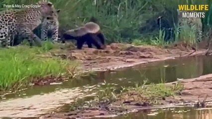 Honey Badger Messed With Wrong Lion & 45 Moments Honey Badger Vs Other Predator