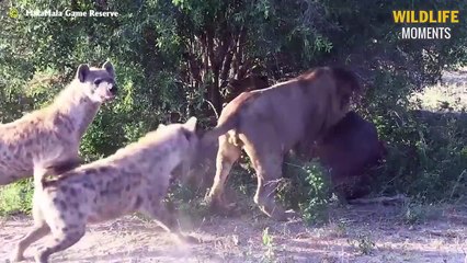 Hyenas Attack Injured Lion & 45 Craziest Moments Hyena Defeats Lion @swagwildlifemoments