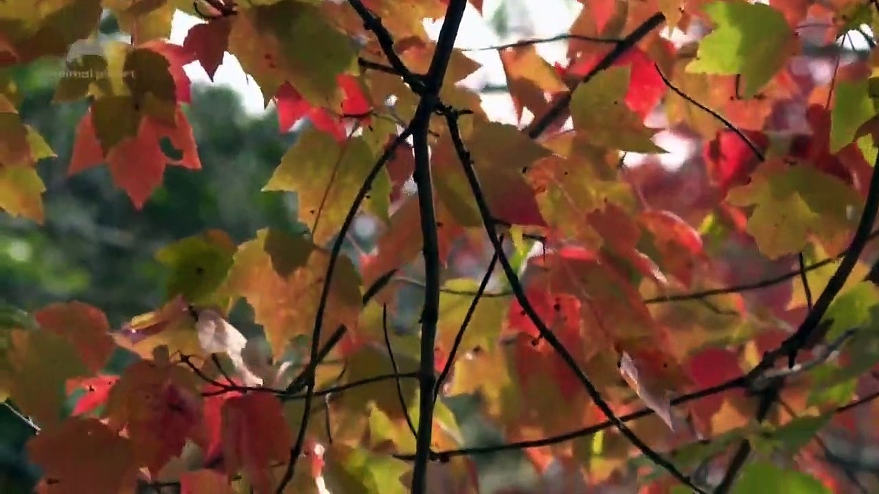 North Woods Law - Se15 - Ep07 - Stubborn as a Moose HD Watch