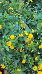 Morador de SC flagra "falso beija-flor" no jardim de casa