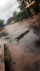 Un cocodrilo pasa junto a motos y camina por zona céntrica de Trinidad- Beni