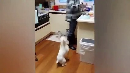 The funniest animals / Fun with cats and dogs 2023