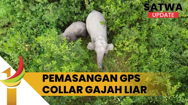 BBKSDA Riau bersama PT. Pertamina Hulu Rokan (PHR) memasang alat GPS Collar Pada Seekor Gajah Liar