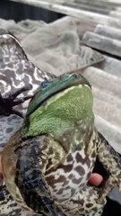 Induk katak lembu/bullfrog