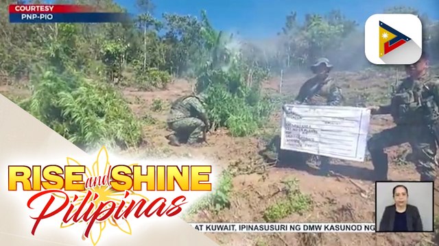 Higit P27-M halaga ng fully grown marijuana plants, sinira ng PDEA sa eradication ops sa Benguet at Kalinga