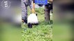 AWW SO CUTE!!! BABY PANDAS Playing With Zookeeper - Funny baby pandas - Baby panda falling