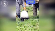 AWW SO CUTE!!! BABY PANDAS Playing With Zookeeper - Funny baby pandas - Baby panda falling