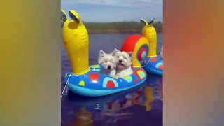 The funniest animals / Fun with cats and dogs 2023