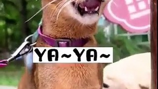 Funniest reactions  cat and dog video 2023