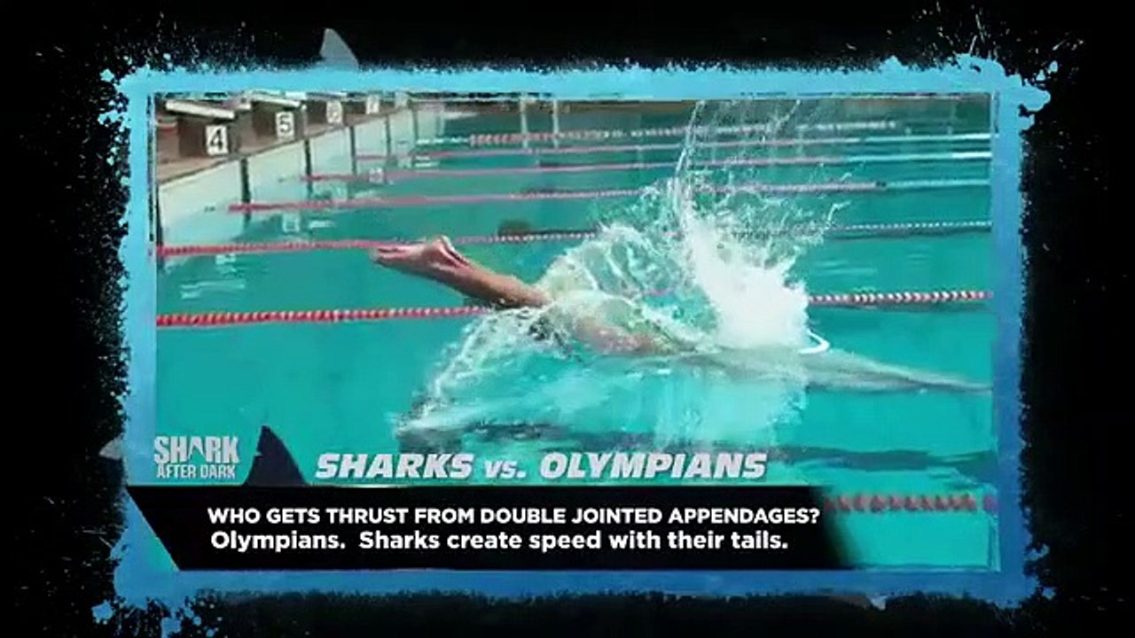 Shark After Dark - Se5 - Ep01 - Off to the Races HD Watch