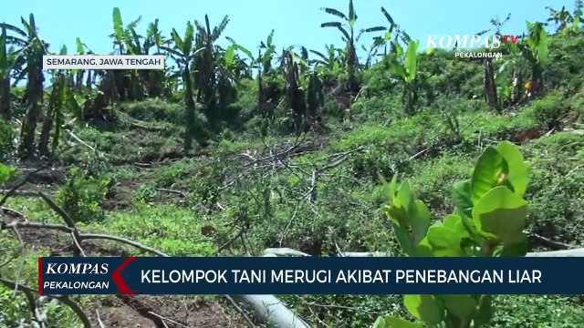 Kelompok Tani Merugi Akibat Penebangan Liar