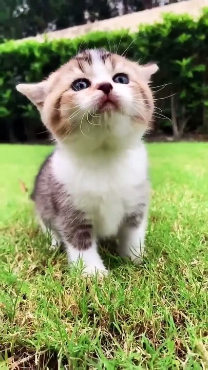 Cute Little Kitten ❤❣