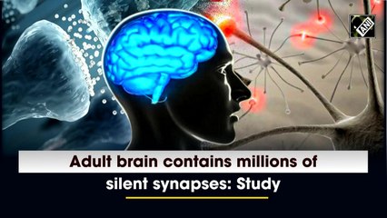 Adult brain contains millions of silent synapses: Study