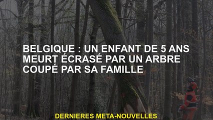 Belgique: Un meurt de 5 ans meurt écrasé par un arbre coupé par sa famille