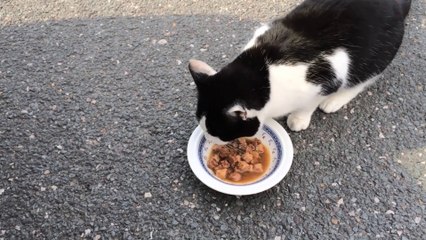 TIPS AGAR KUCING ANDA MAKAN DENGAN LAHAP!!