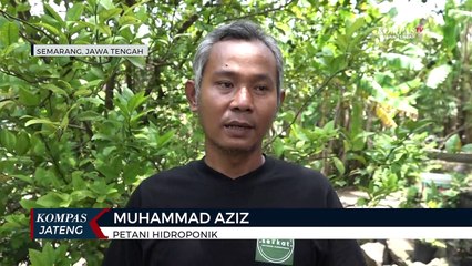 Datangkan Cuan dari Sayuran Hidroponik di Pekarangan Rumah