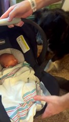 Dog Gets Excited to Meet New Born Baby