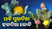 Colourful cauliflowers drawing attention of consumers, Baripada farmer earns good profit