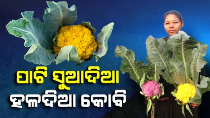 Colourful cauliflowers drawing attention of consumers, Baripada farmer earns good profit