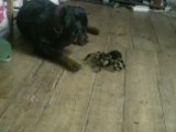 rottweiler VS araigné géante
