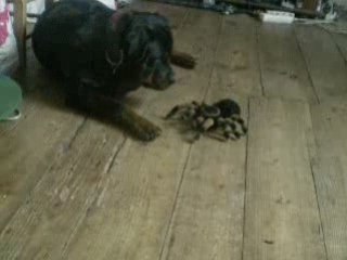 rottweiler VS araigné géante
