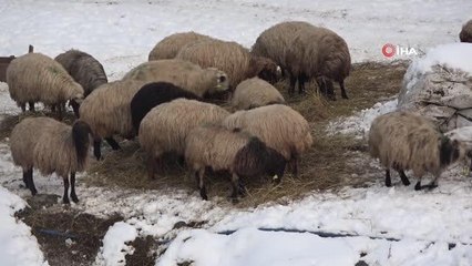 Muş'ta etkili olan kar yağışı çiftçinin yüzünü güldürdü