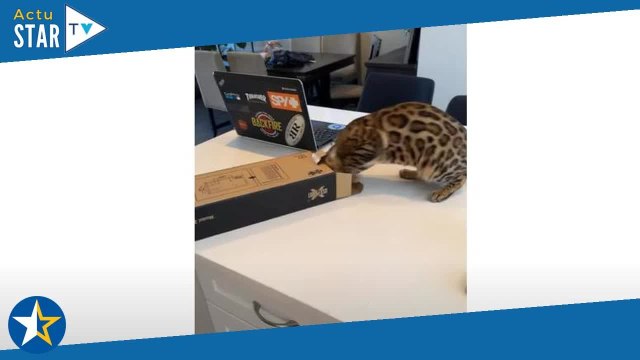 Ce chat va vite regretter d'avoir été un peu trop curieux !