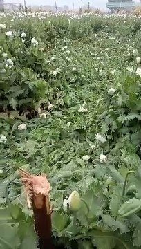 बारिश की भेंट चढ़ गई खेतों में लहलहाती अफीम फसल