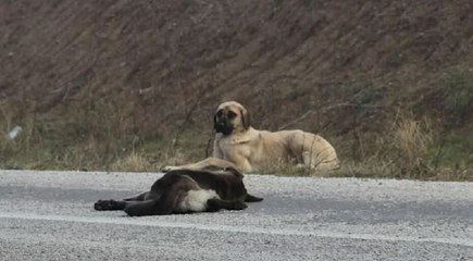 Sokak köpeği, ölen yavrusunun başında bekledi