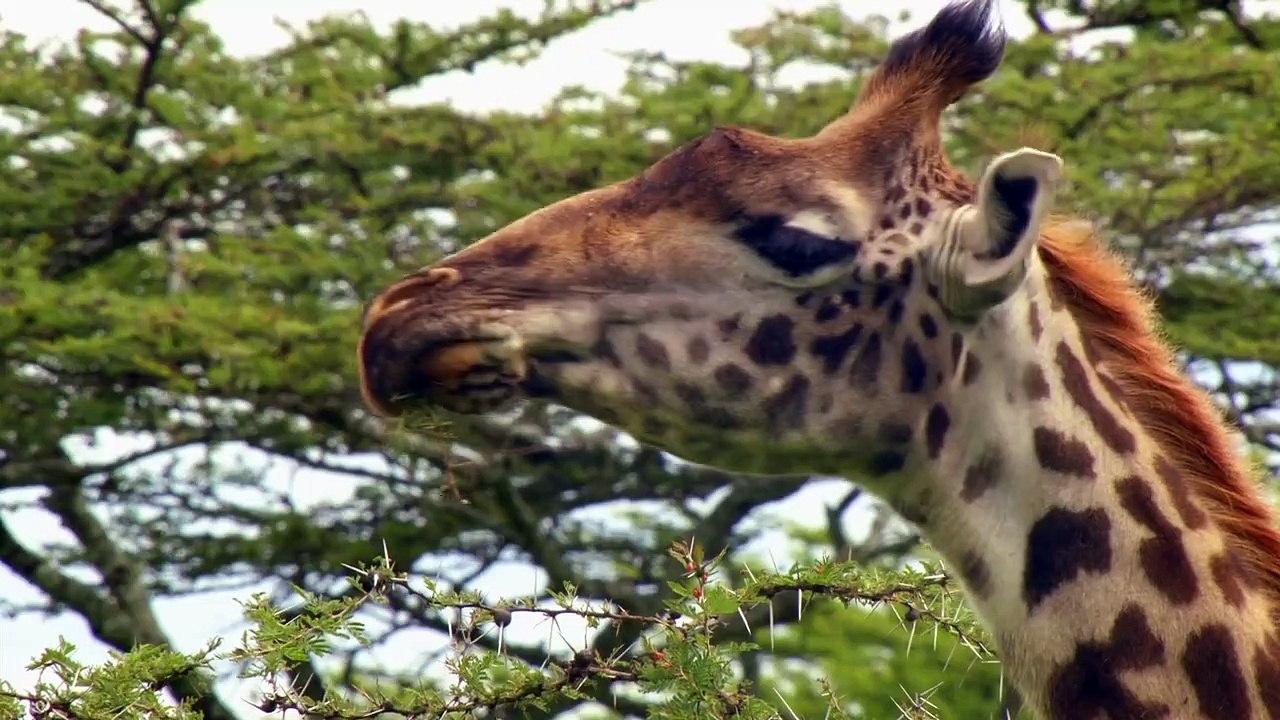 Waterhole - Africa's Animal Oasis - Se1 - Ep03 HD Watch