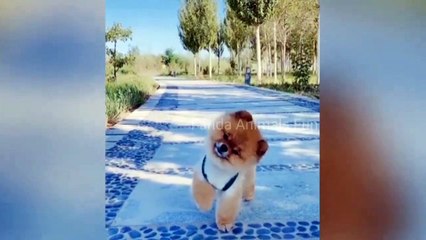 Funniest Cat And Dog Video__Funny Cat And Dog Compilation