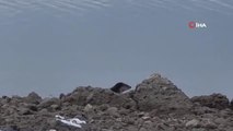 Tunceli'de nesli tükenme tehlikesi altında olan su samuru görüntülendi
