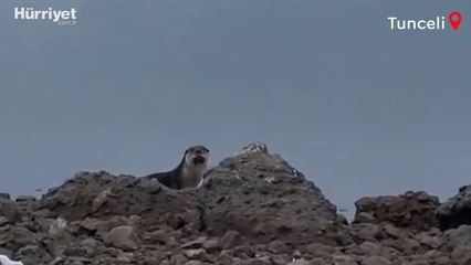 Tunceli'de nesli tükenme tehlikesi altında olan su samuru görüntülendi
