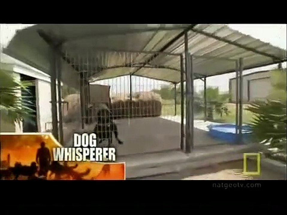 Dog Whisperer with Cesar Millan - Se6 - Ep13 HD Watch