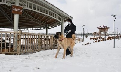 Kangal köpekleri bakıcılarıyla karda oyun oynadı