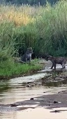 مواجهة بين أشجع حيوان في العالم و3 نمور أفريقية تنتهي بشكل غير متوقع