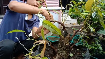 Ngasih kawat ke bahan bonsai bunot