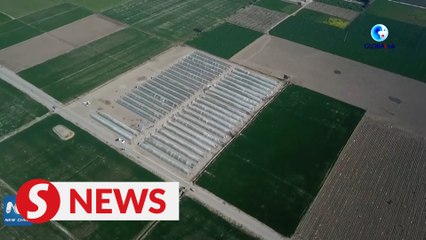Pakistan-China red chili project to uplift Pakistan's agriculture sector