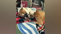 Cats Who Cant Deny Their Love For Dogs  CATS AND DOGS Friendship