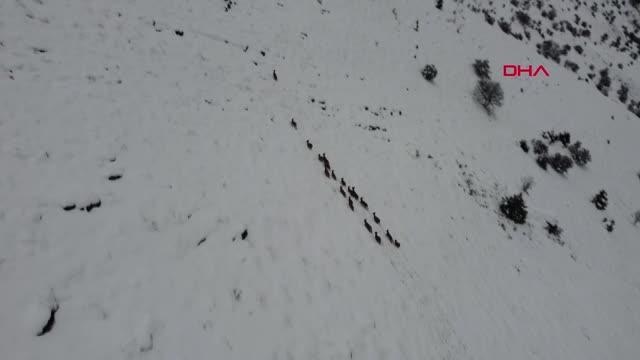 ELAZIĞ'DA DAĞ KEÇİSİ İLE YABAN DOMUZU SÜRÜSÜ DRONLA GÖRÜNTÜLENDİ