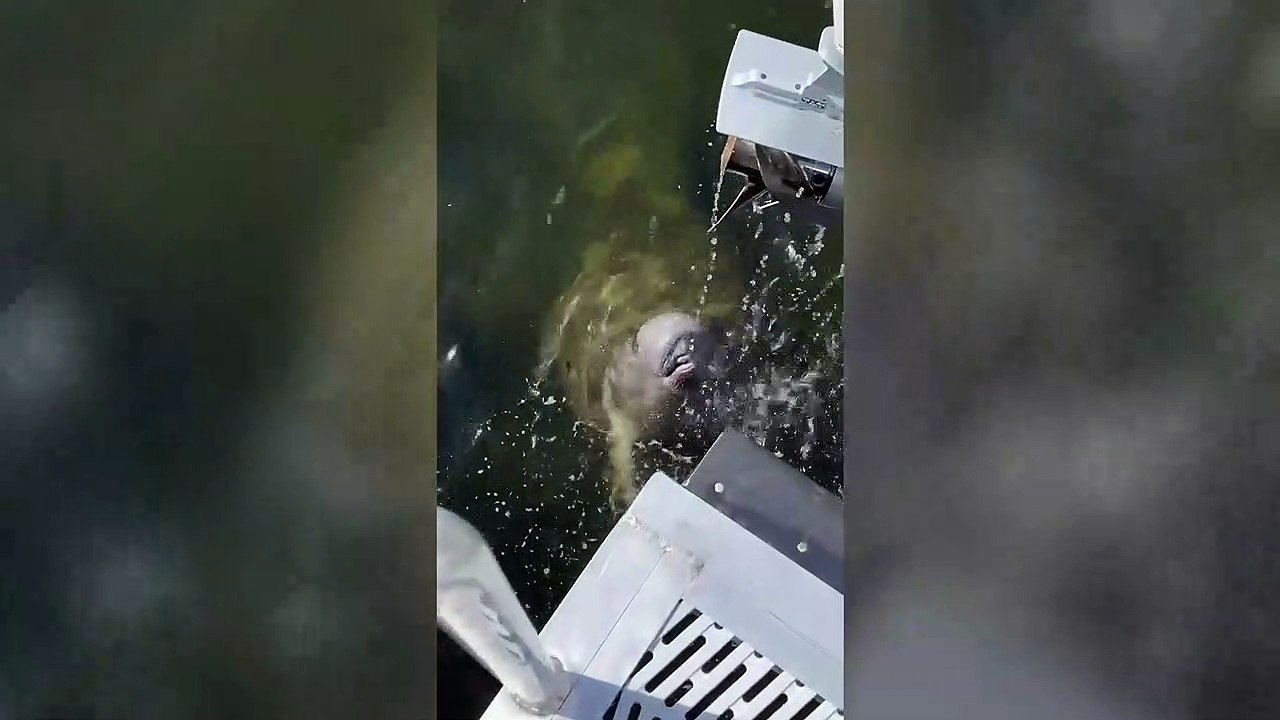 Manatee spotted getting free dental 'water pic'...
