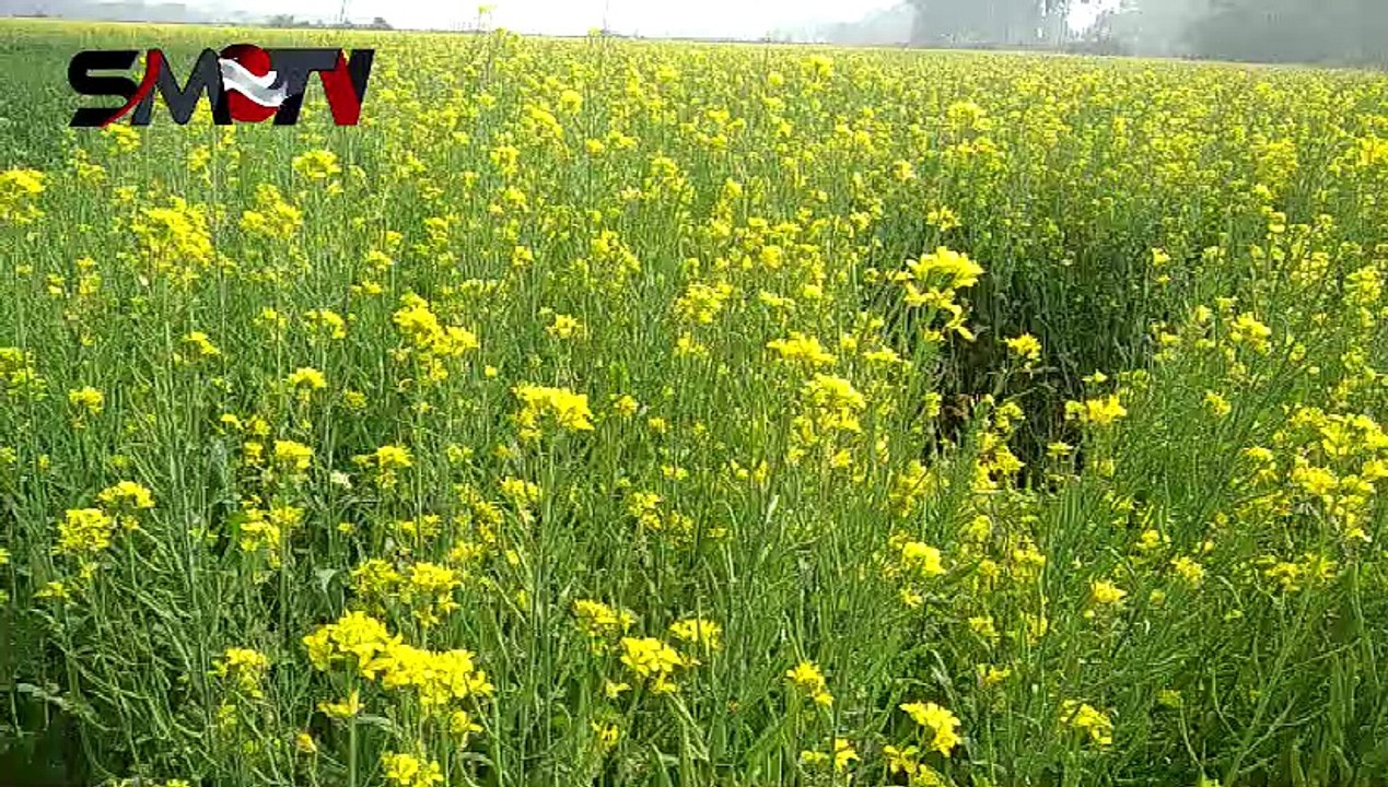 সরিষা ক্ষেতে গান