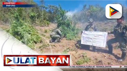 Marijuana farm sa Kibungan, Benguet at Tinglayan, Kalinga, sinira ng PDEA
