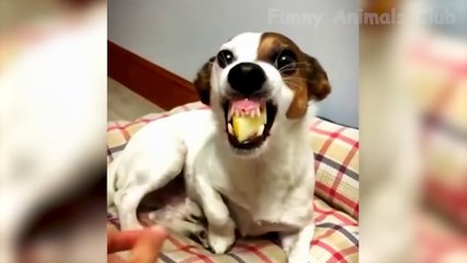 Funny Animal Videos 2023  - Funniest Dogs And Cats Videos #34