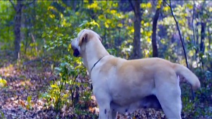 Hearty Paws 2 (2010) Watch HD