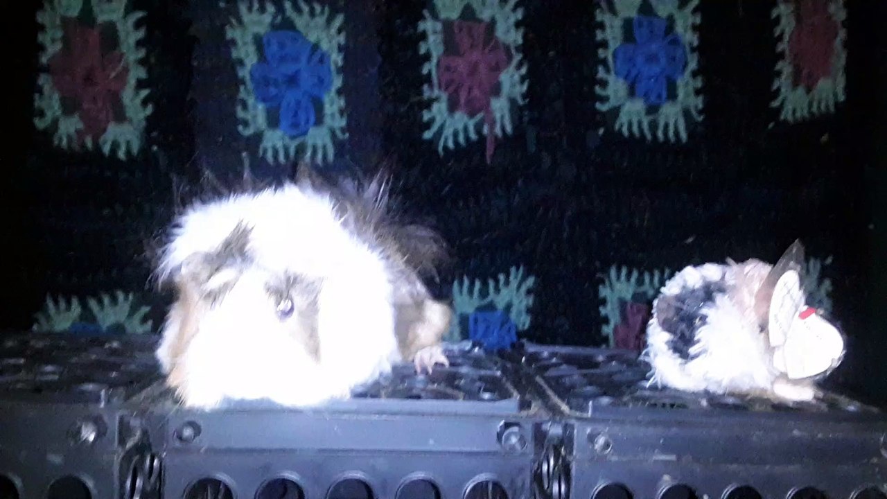 CAVIA PORCELLUS DAVID 20210812_063301